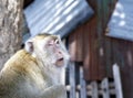 Wild Monkey Portrait Royalty Free Stock Photo