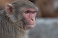 Wild monkey portrait closeup in Nepal Royalty Free Stock Photo