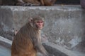 Wild monkey portrait closeup in Nepal Royalty Free Stock Photo