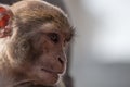 Wild monkey portrait closeup in Nepal Royalty Free Stock Photo