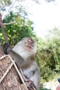 Wild Monkey Portrait Royalty Free Stock Photo