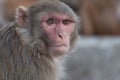 Wild monkey portrait closeup in Nepal Royalty Free Stock Photo