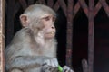 Wild monkey portrait closeup in Nepal Royalty Free Stock Photo