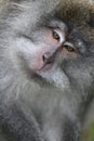 Wild monkey portrait Royalty Free Stock Photo