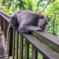 Wild monkey rest on the fence in sacred Monkey Forest Park