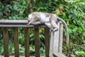 Wild monkey rest on the fence in sacred Monkey Forest Park