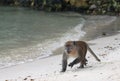 Wild monkey runs at beach Royalty Free Stock Photo