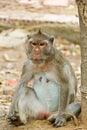 Monkey sit and staring at the camera Royalty Free Stock Photo