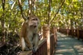 A wild monkey sits on a bridge in the mangrove forest Royalty Free Stock Photo