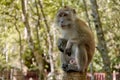 A wild monkey sits on a bridge in the mangrove forest Royalty Free Stock Photo