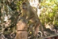 A wild monkey sits on a bridge in the mangrove forest Royalty Free Stock Photo