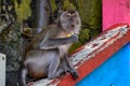 Wild monkey sitting on the floor in Batu Caves in Malaysia, Monkey searching for the food near Hindu religion temple in Malaysia Royalty Free Stock Photo