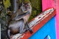 Wild monkey sitting on the floor in Batu Caves in Malaysia, Monkey searching for the food near Hindu religion temple in Malaysia Royalty Free Stock Photo