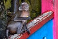 Wild monkey sitting on the floor in Batu Caves in Malaysia, Monkey searching for the food near Hindu religion temple in Malaysia Royalty Free Stock Photo