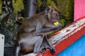 Wild monkey sitting on the floor in Batu Caves in Malaysia, Monkey searching for the food near Hindu religion temple in Malaysia Royalty Free Stock Photo