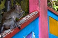 Wild monkey sitting on the floor in Batu Caves in Malaysia, Monkey searching for the food near Hindu religion temple in Malaysia Royalty Free Stock Photo