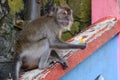 Wild monkey sitting on the floor in Batu Caves in Malaysia, Monkey searching for the food near Hindu religion temple in Malaysia Royalty Free Stock Photo