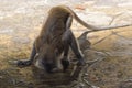 Wild monkey sitting on the floor in Batu Caves in Malaysia, Monkey searching for the food near Hindu religion temple in Malaysia Royalty Free Stock Photo
