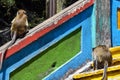 Wild monkey sitting on the floor in Batu Caves in Malaysia, Monkey searching for the food near Hindu religion temple in Malaysia Royalty Free Stock Photo