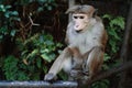 Macaque sinica toque. Wild monkey sitting in rainforest in Sri Lanka