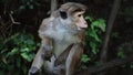 Macaca sinica toque. Wild monkey sitting in rainforest in Sri Lanka