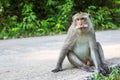 Wild monkey sitting on a road. Nature. Royalty Free Stock Photo