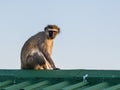 Wild monkey sitting on the roof of a house in Umhlanga Rocks, south Africa