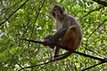 A wild monkey sitting on the tree branch. Yellow mountains, Anhui province, China. Royalty Free Stock Photo