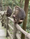 Tibetan Macaque