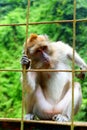 Wild monkey staring blanky inside the iron wire fence Royalty Free Stock Photo