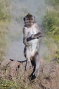 Wild monkey at the top of the Batur volcano in Bali, Indonesia