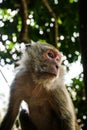 Wild monkey from the jungle, Krabi, Thailand Royalty Free Stock Photo