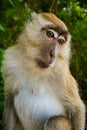 Wild monkey from the jungle, Krabi, Thailand Royalty Free Stock Photo