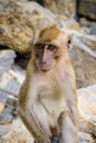 Wild monkey from the jungle, Krabi, Thailand Royalty Free Stock Photo