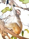 Wild Monkey on a tree Royalty Free Stock Photo