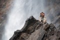 Wild monkey at a waterfall Royalty Free Stock Photo