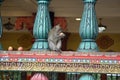 wild monkeys at batu cave temple ÃÂ­n kuala lumpur