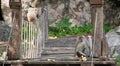 Wild monkeys eating banana sitting on a bridge