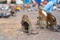 Wild monkeys at the entrance to the Batu Caves take food from the pigeons that visitors feed Royalty Free Stock Photo