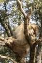wild monkeys in the forest of Morocco Royalty Free Stock Photo