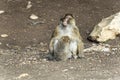 wild monkeys in the forest of Morocco Royalty Free Stock Photo