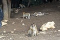 wild monkeys in the forest of Morocco Royalty Free Stock Photo
