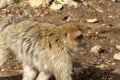 wild monkeys in the forest of Morocco Royalty Free Stock Photo