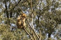 wild monkeys in the forest of Morocco Royalty Free Stock Photo