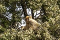 wild monkeys in the forest of Morocco Royalty Free Stock Photo
