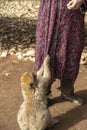 wild monkeys in the forest of Morocco Royalty Free Stock Photo