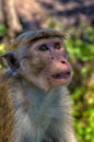 Wild monkeys Royalty Free Stock Photo