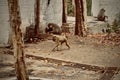 Wild monkeys in a hotel