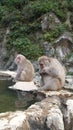 Wild Monkeys at Jigokudani Royalty Free Stock Photo