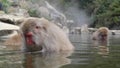 Wild Monkeys at Jigokudani Royalty Free Stock Photo